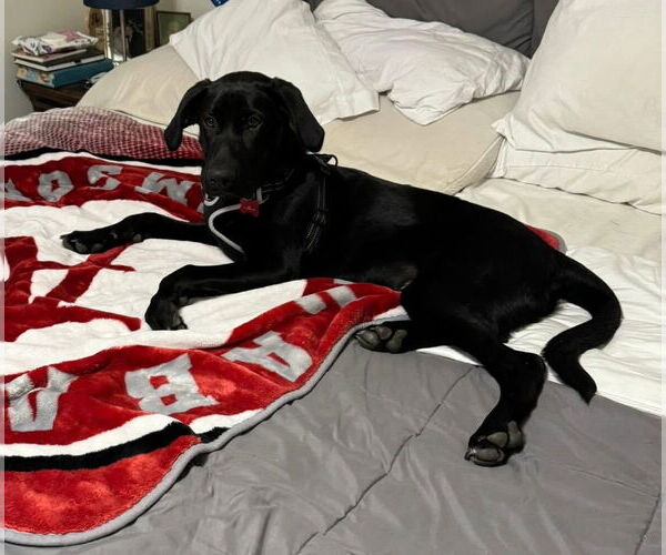 Medium Photo #4 Mutt Puppy For Sale in Croydon, NH, USA