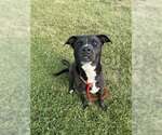 Small American Pit Bull Terrier