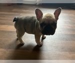 Puppy 2 French Bulldog