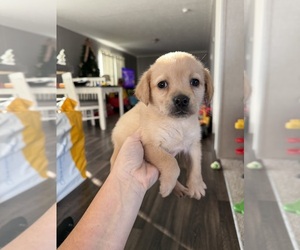 Labrador Retriever Puppy for sale in LEXINGTON, KY, USA