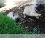 Small Photo #14 French Bulldog Puppy For Sale in LOUISVILLE, CO, USA