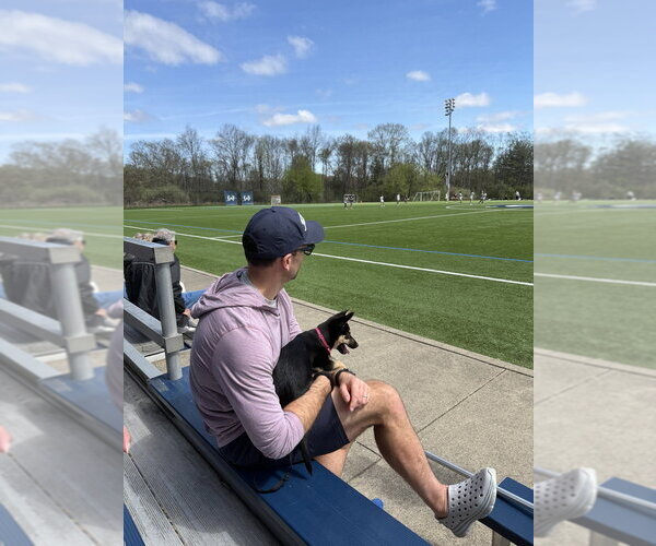 Medium Photo #14 German Shepherd Dog-Unknown Mix Puppy For Sale in Brewster, NY, USA