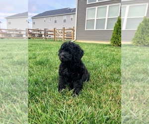 Newfypoo Puppy for sale in PERRYSBURG, OH, USA