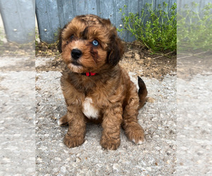 Aussiedoodle Miniature  Puppy for sale in MOUNT VERNON, MO, USA