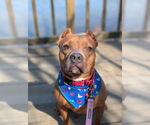 Small #6 American Pit Bull Terrier