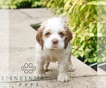 Small #2 Cocker Spaniel