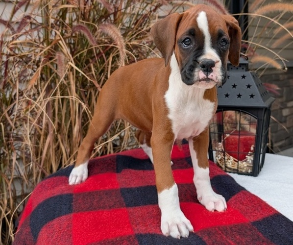 Medium Photo #3 Boxer Puppy For Sale in GOSHEN, IN, USA
