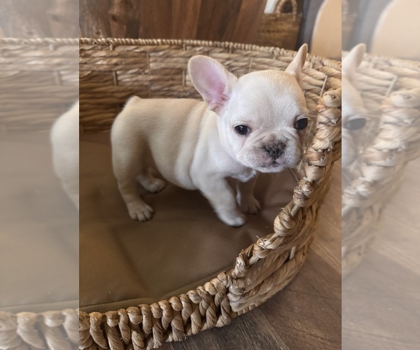 Medium Photo #25 French Bulldog Puppy For Sale in BONNEAU, SC, USA