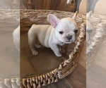 Small #4 French Bulldog