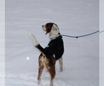 Small #1 Beagle-English Foxhound Mix