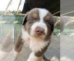 Small Photo #25 Australian Shepherd Puppy For Sale in MERIDIANVILLE, AL, USA
