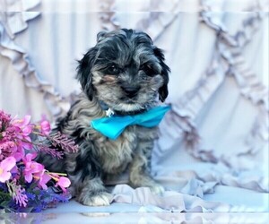 Cock-A-Poo Puppy for sale in RISING SUN, MD, USA