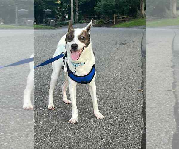 Medium Photo #1 Mutt Puppy For Sale in Springdale, PA, USA