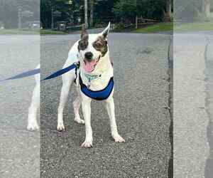 Mutt Dogs for adoption in Springdale, PA, USA