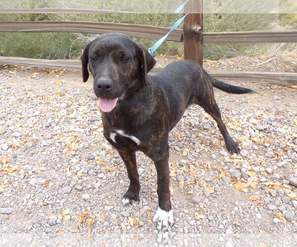 Medium Photo #2 English Springer Spaniel-German Shorthaired Pointer Mix Puppy For Sale in Golden Valley, AZ, USA