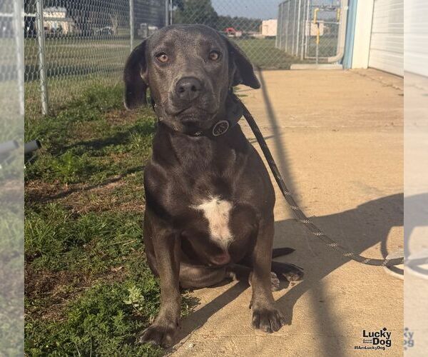 Medium Photo #1 Labrador Retriever-Unknown Mix Puppy For Sale in Washington, DC, USA