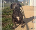 Juley - Female Labrador Retriever-Unknown Mix Dog for Adoption - Small photo