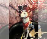 Small Photo #14 Labrador Retriever-Unknown Mix Puppy For Sale in San Diego, CA, USA
