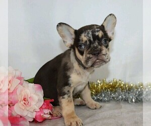 French Bulldog Puppy for sale in FREDERICKSBG, OH, USA
