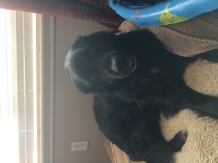 Mother of the Newfoundland puppies born on 07/28/2017