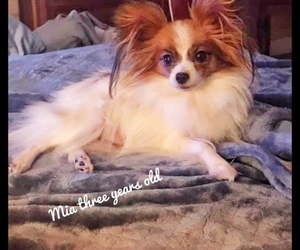 Mother of the Papillon puppies born on 10/23/2020