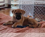 Small Photo #4 Boxer-Rhodesian Ridgeback Mix Puppy For Sale in Holly Springs, NC, USA