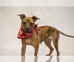 Small Photo #2 Mutt Puppy For Sale in Sanford, FL, USA