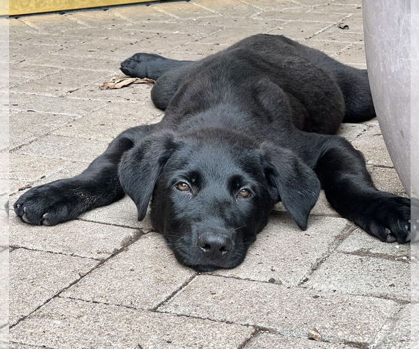 Medium Photo #5 Shepradors Puppy For Sale in Winter Park, CO, USA