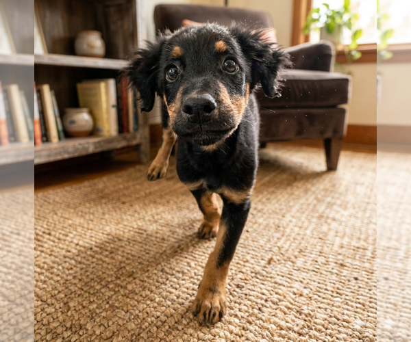 Medium Photo #8 Mutt Puppy For Sale in Vail, AZ, USA