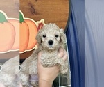 Puppy Brown Boy Goldendoodle (Miniature)
