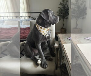 Hendrix (NY) - Male Mutt Dog for Adoption - Photo #11