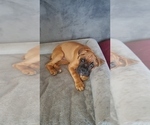 Small Photo #7 Boxer Puppy For Sale in STOCKTON, CA, USA