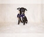 Small Photo #63 Chihuahua Puppy For Sale in CHARLESTON, AR, USA