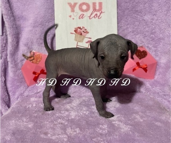 Medium Photo #10 Xoloitzcuintli (Mexican Hairless) Puppy For Sale in BRIDGEVILLE, CA, USA