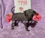 Small Photo #10 Xoloitzcuintli (Mexican Hairless) Puppy For Sale in BRIDGEVILLE, CA, USA