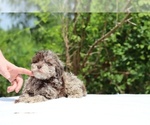 Small #18 ShihPoo