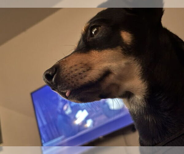 Medium Photo #4 Chihuahua-Unknown Mix Puppy For Sale in Aurora, CO, USA