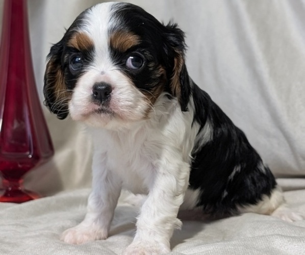 Medium Photo #10 Cavalier King Charles Spaniel Puppy For Sale in GOSHEN, IN, USA