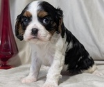 Small #9 Cavalier King Charles Spaniel