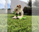 Small Photo #4 Labrador Retriever-Unknown Mix Puppy For Sale in Pacifica, CA, USA