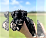 Small #3 Schnoodle (Miniature)