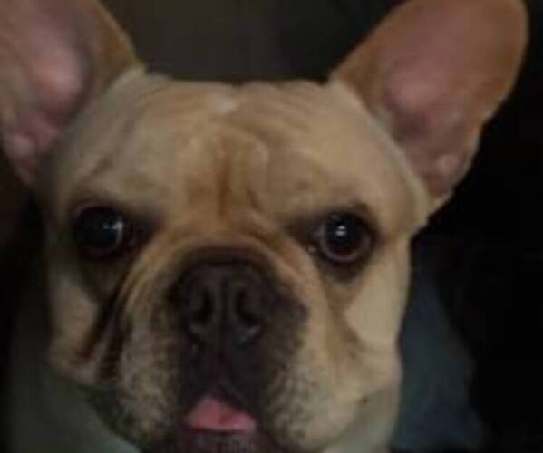 Medium Photo #1 French Bulldog Puppy For Sale in VIRGINIA BEACH, VA, USA