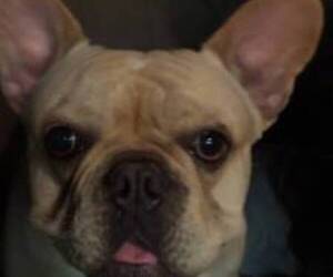 Mother of the French Bulldog puppies born on 03/25/2026