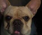 Small Photo #1 French Bulldog Puppy For Sale in VIRGINIA BEACH, VA, USA