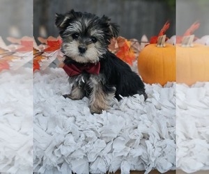 Yorkshire Terrier Puppy for sale in INDIANAPOLIS, IN, USA