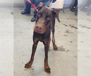 Doberman Pinscher Dogs for adoption in Camarillo, CA, USA