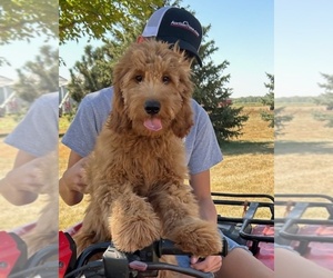 Goldendoodle (Miniature) Litter for sale in HULL, IA, USA