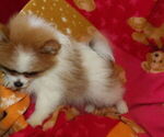 Small #2 Pomeranian