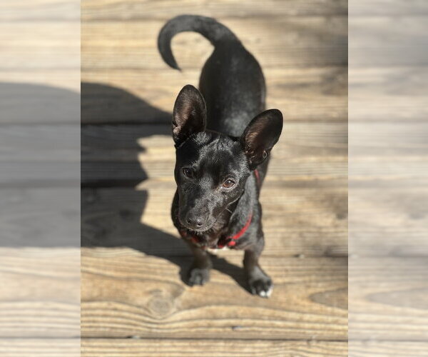Medium Photo #3 Chihuahua-Unknown Mix Puppy For Sale in Dana Point, CA, USA