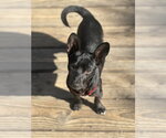 Small #2 Chihuahua Mix